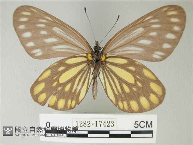 流星絹粉蝶藏品圖，第2張