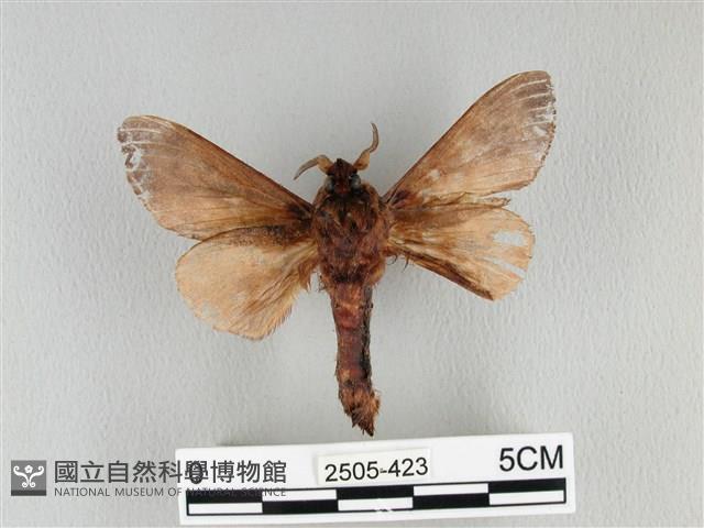 大褐斑枯葉蛾藏品圖，第2張