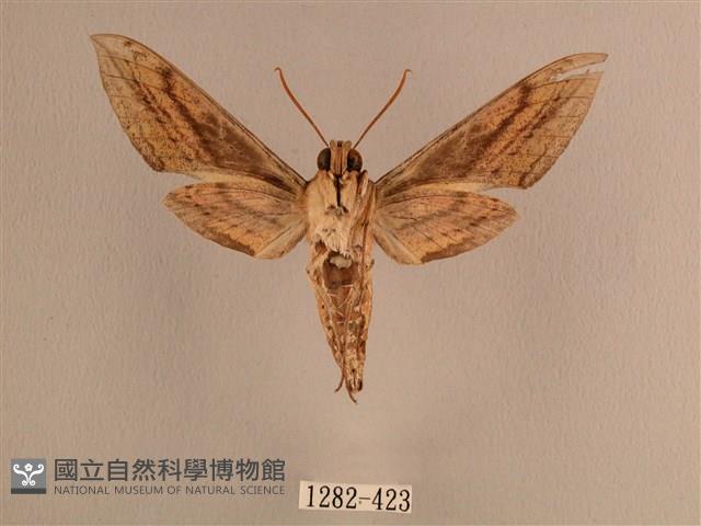 背線天蛾藏品圖，第2張