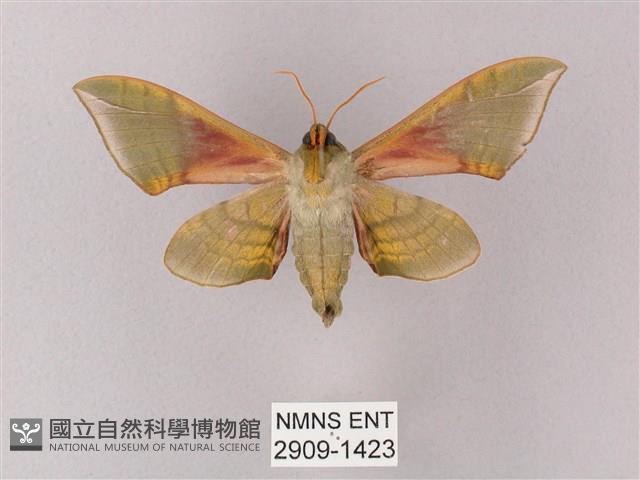 榆綠天蛾藏品圖，第2張