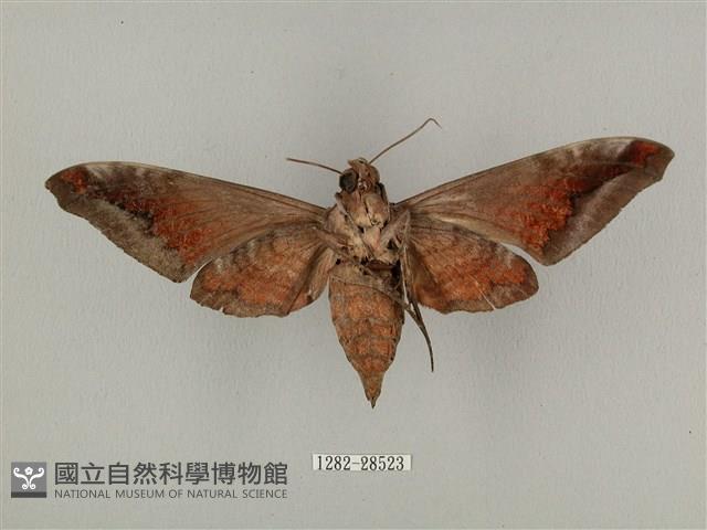 全緣缺角天蛾藏品圖，第2張