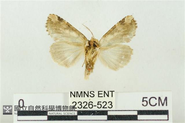 連珠波紋蛾藏品圖，第2張