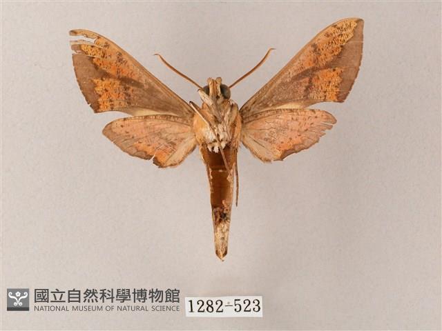 臺灣白肩天蛾藏品圖，第2張