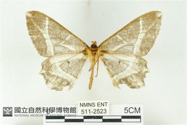 樹形尺蛾藏品圖，第2張