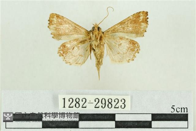 弧角散紋夜蛾藏品圖，第2張