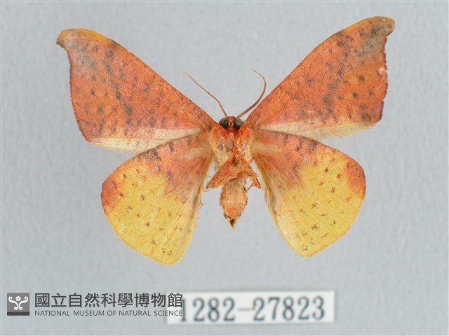 接骨木帶鉤蛾藏品圖，第2張