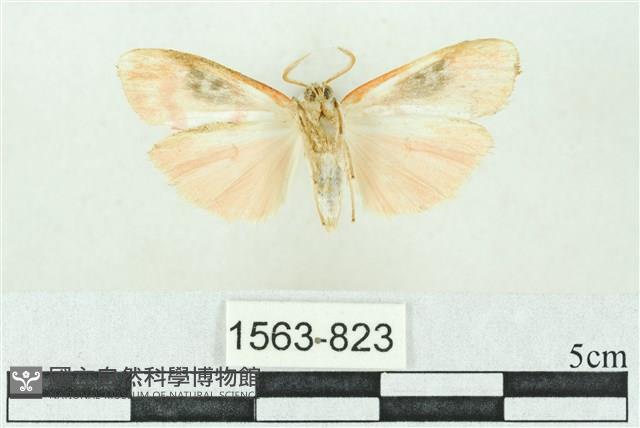 臺雪苔蛾藏品圖，第2張