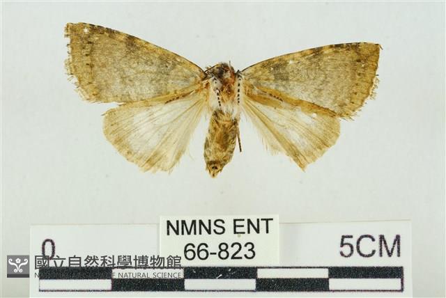 臺灣銀斑異波紋蛾藏品圖，第2張