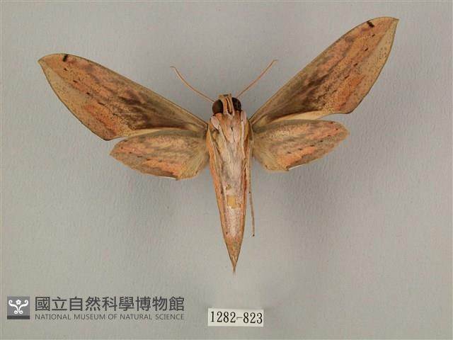 棕綠背線天蛾藏品圖，第2張