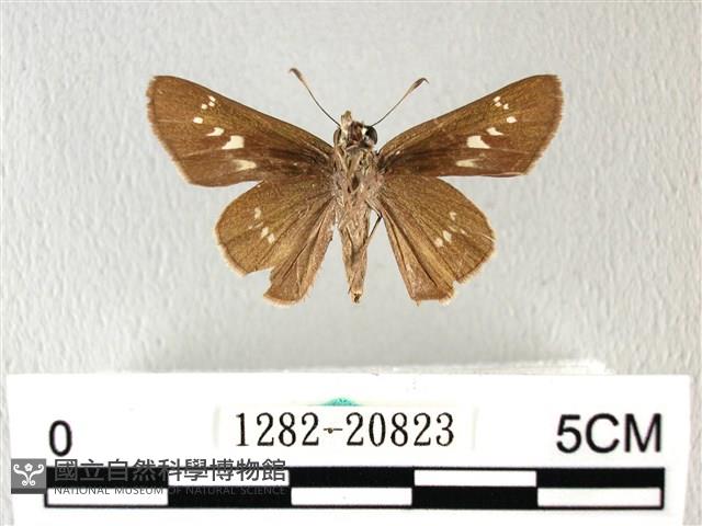 禾弄蝶藏品圖，第2張