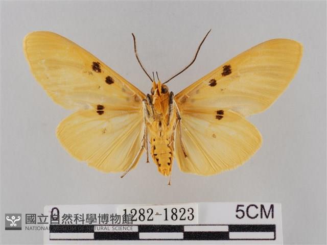 橙擬燈蛾藏品圖，第2張