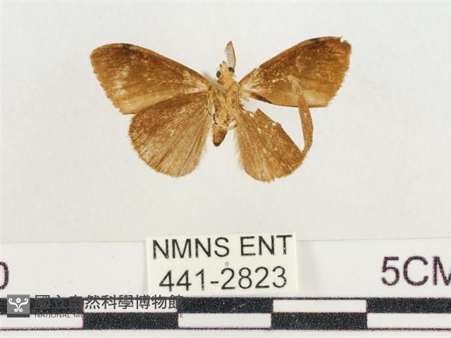 小白紋毒蛾藏品圖，第2張