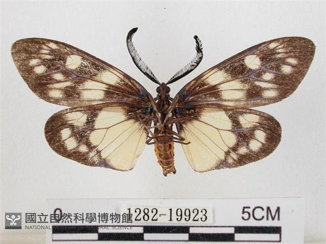 蓬萊茶斑蛾藏品圖，第2張