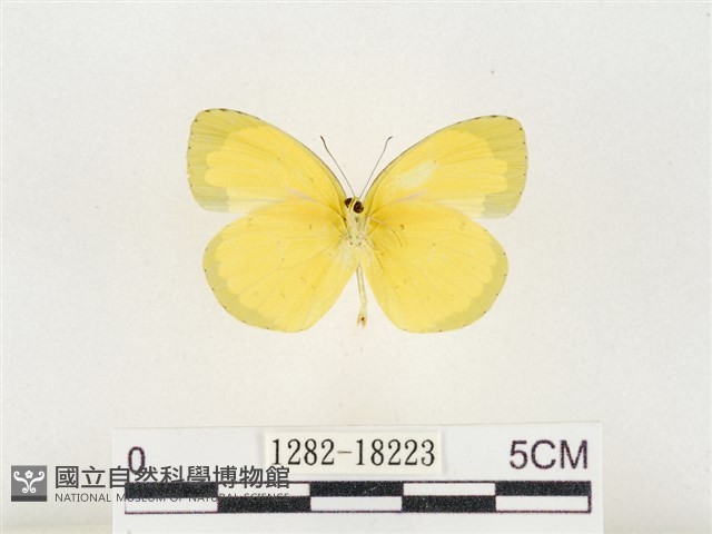 島嶼黃蝶、江崎黃蝶藏品圖，第2張