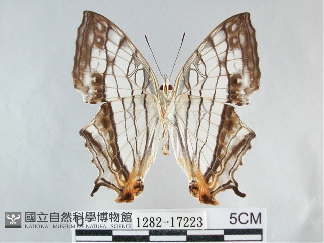網絲蛺蝶、石牆蝶藏品圖，第2張