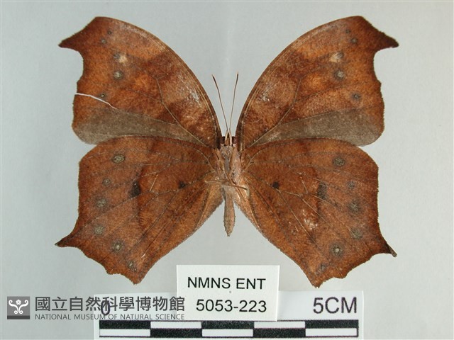 森林暮眼蝶、黑樹蔭蝶藏品圖，第2張