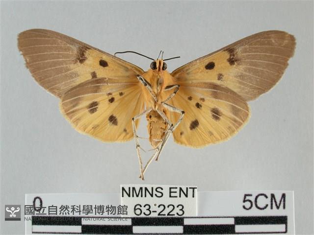 一點擬燈蛾藏品圖，第2張