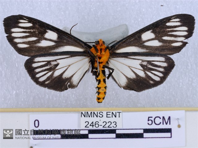 巨網燈蛾藏品圖，第2張