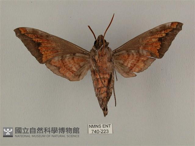 全緣缺角天蛾藏品圖，第2張