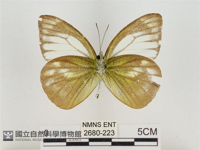 淡褐脈粉蝶藏品圖，第2張