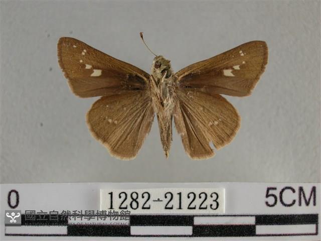 小稻弄蝶藏品圖，第2張