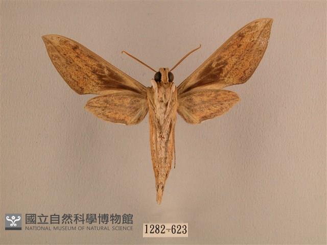 背線天蛾藏品圖，第2張