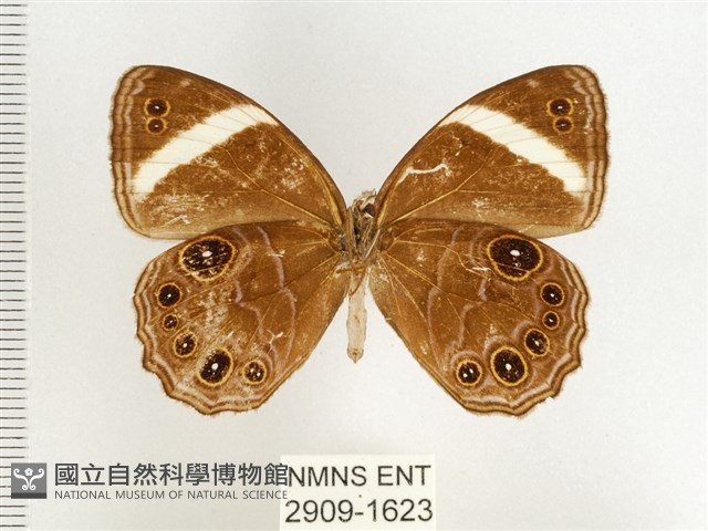 玉帶黛眼蝶藏品圖，第2張
