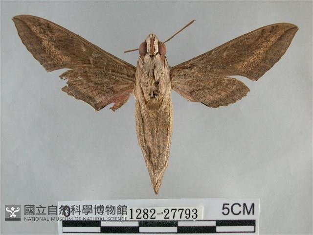 銀條斜線天蛾藏品圖，第2張