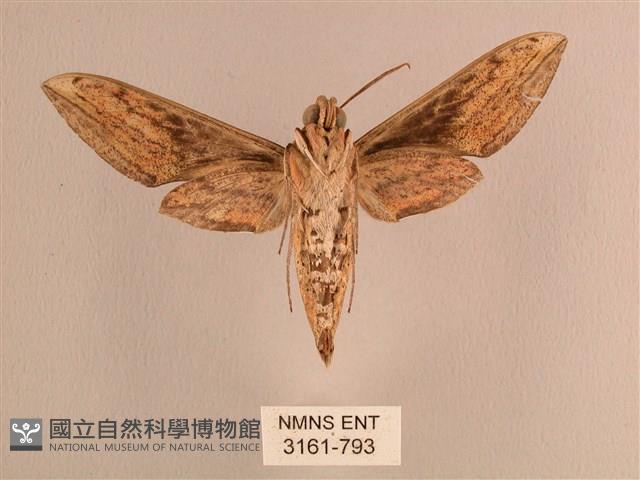 背線天蛾藏品圖，第2張