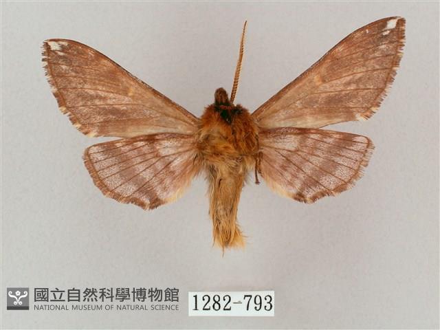 井上氏絨毛天蛾藏品圖，第2張