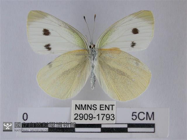 白粉蝶、紋白蝶藏品圖，第2張