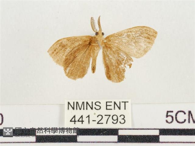 小白紋毒蛾藏品圖，第2張