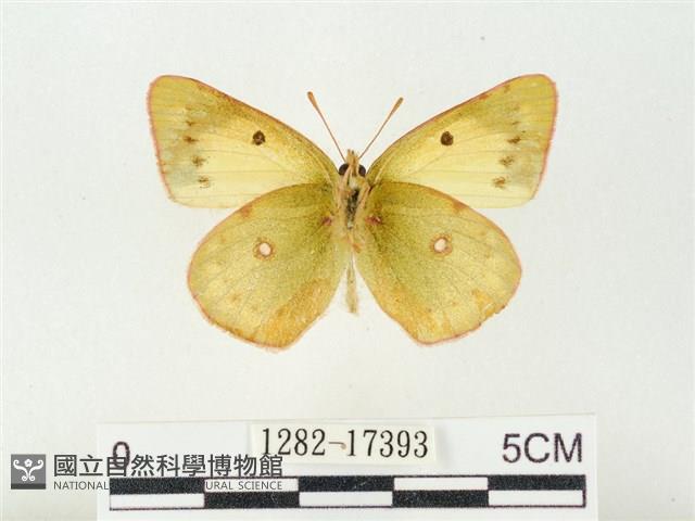 紋黃粉蝶藏品圖，第2張