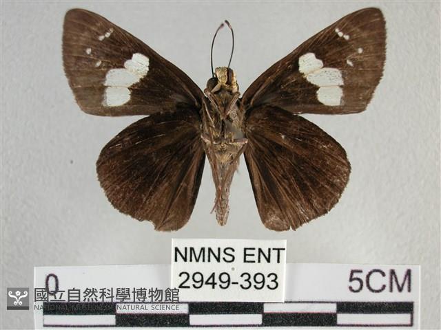 曲紋袖弄蝶藏品圖，第2張