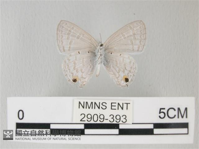 青珈波灰蝶藏品圖，第2張