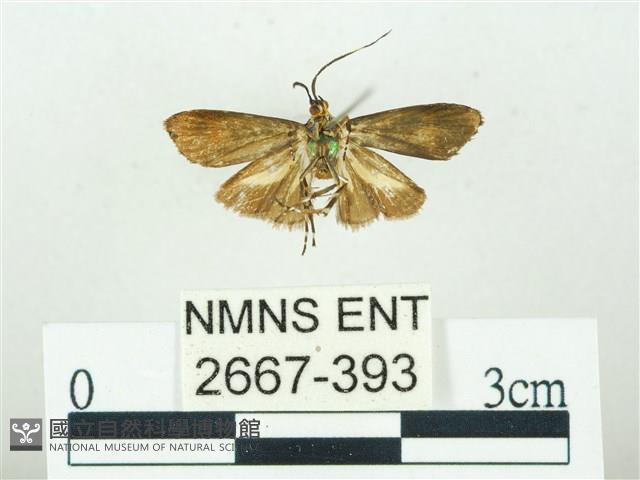 叉紋閃舞蛾藏品圖，第2張