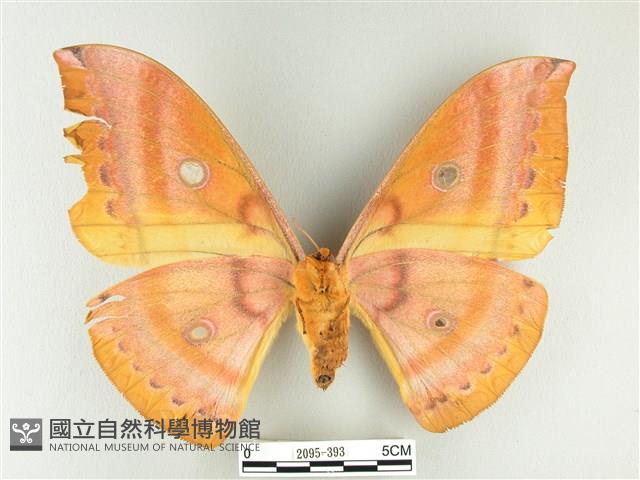 大透目天蠶蛾藏品圖，第2張