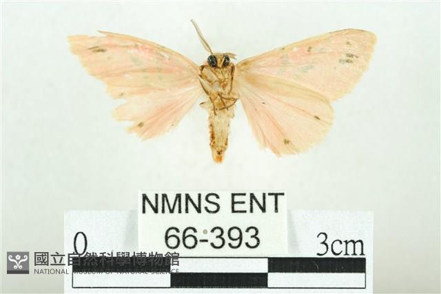 三條橙燈蛾藏品圖，第2張