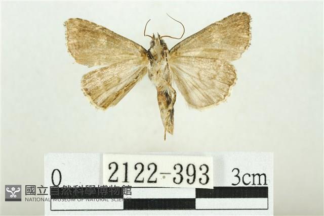 白斑散紋夜蛾藏品圖，第2張