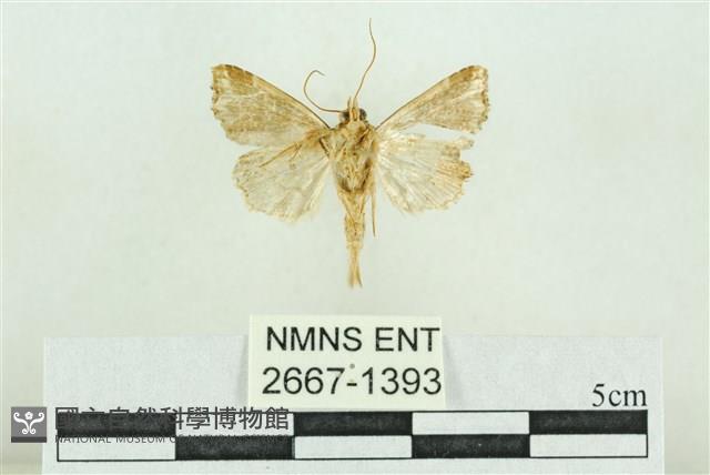 弧角散紋夜蛾藏品圖，第2張