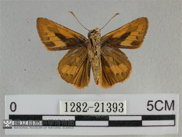 竹橙斑弄蝶藏品圖，第2張