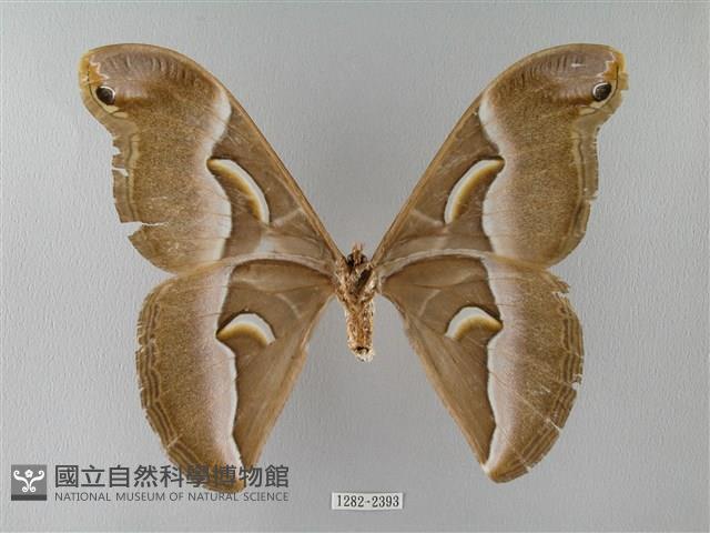 眉紋天蠶蛾藏品圖，第2張