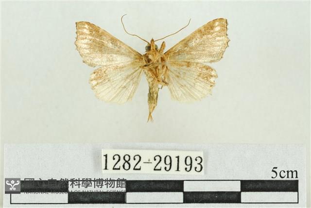 弧角散紋夜蛾藏品圖，第2張
