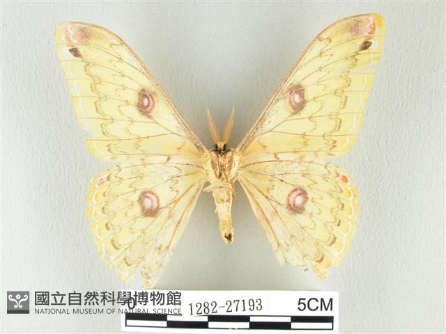 黃豹天蠶蛾藏品圖，第2張