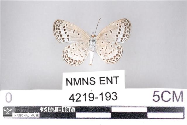 藍灰蝶沖繩亞種藏品圖，第2張