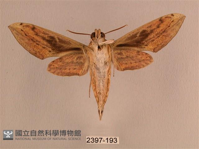 背線天蛾藏品圖，第2張