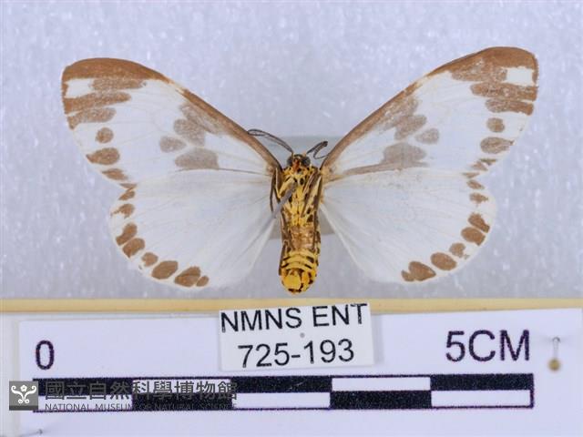 後凸蝶燈蛾藏品圖，第2張