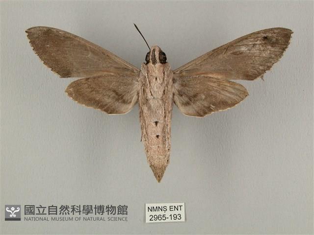 蝦殼天蛾藏品圖，第2張