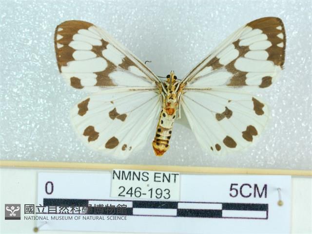 粉蝶燈蛾藏品圖，第2張