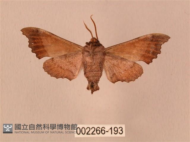 楓天蛾藏品圖，第2張